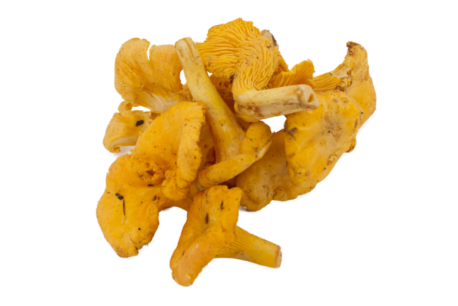 Pfifferlinge 1kg -rumän.-