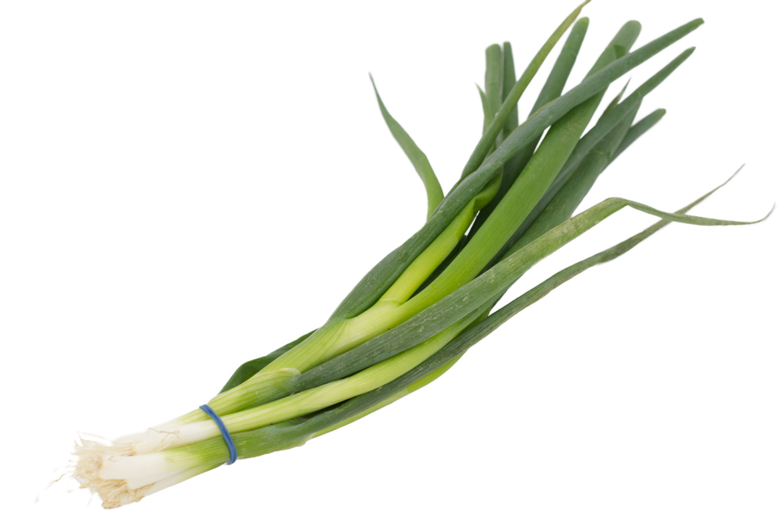 Lauchzwiebeln 14er - dtsch. -