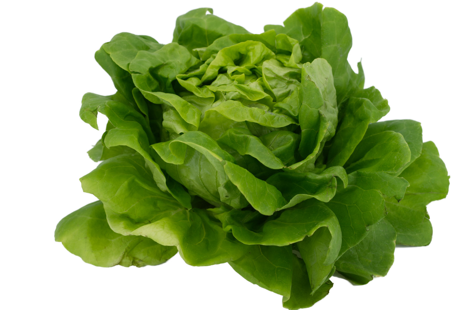 Kopfsalat 12er - belg. -
