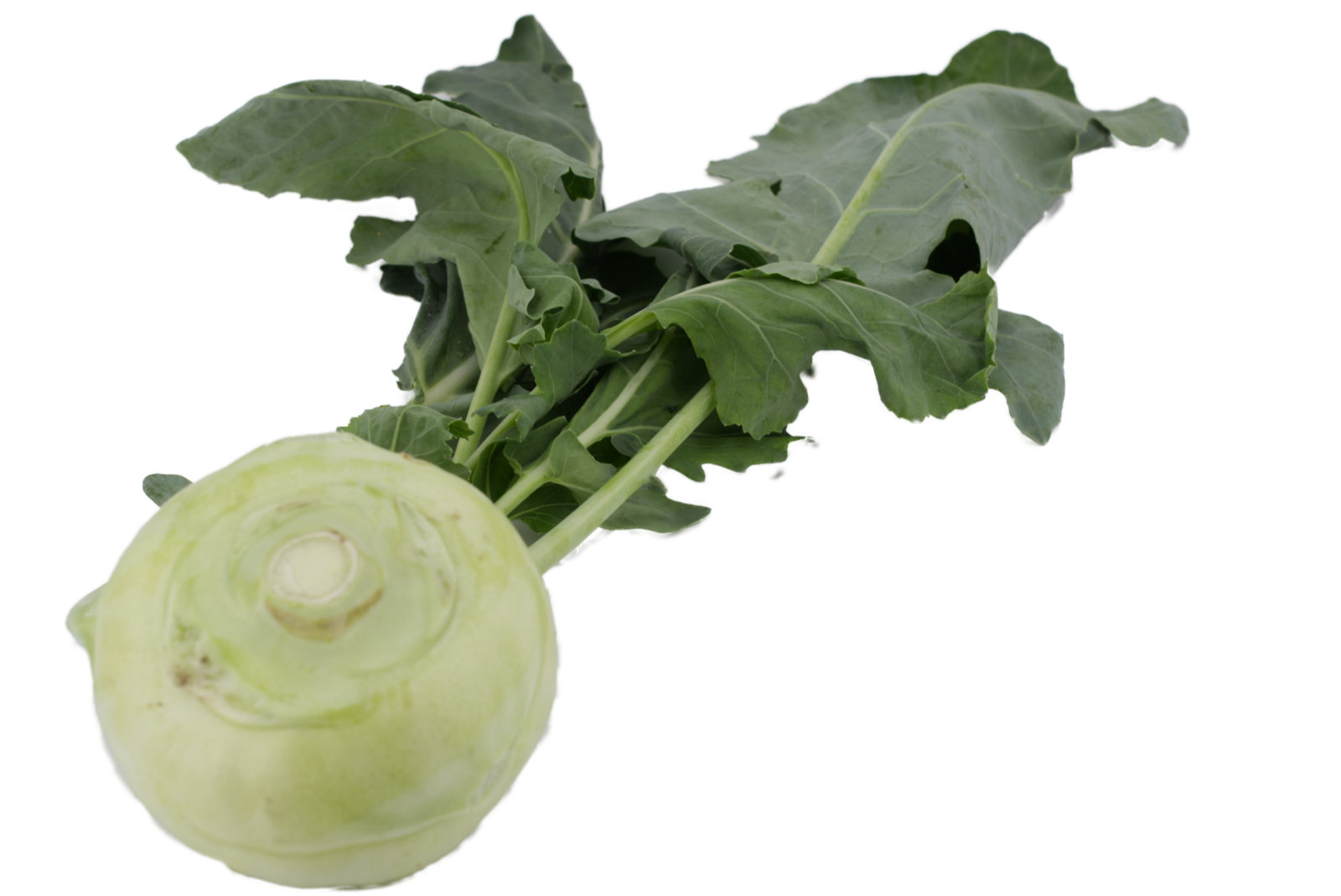 Kohlrabi 25er - dtsch. -