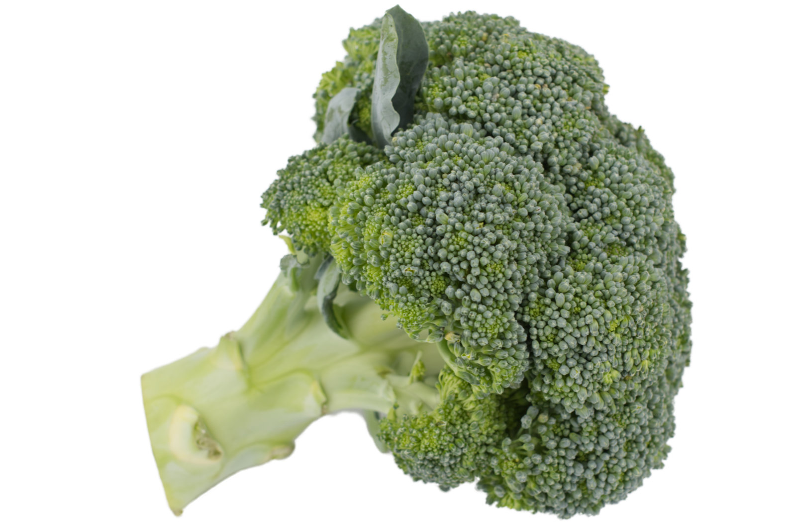 Broccoli "lose " 6kg - dtsch. -