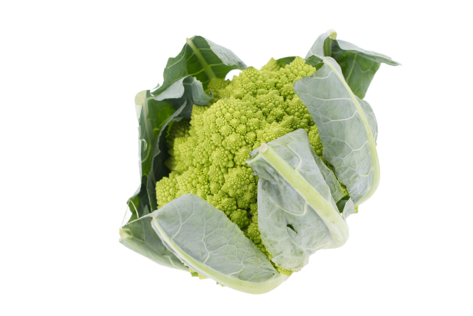 Romanesco 8er
