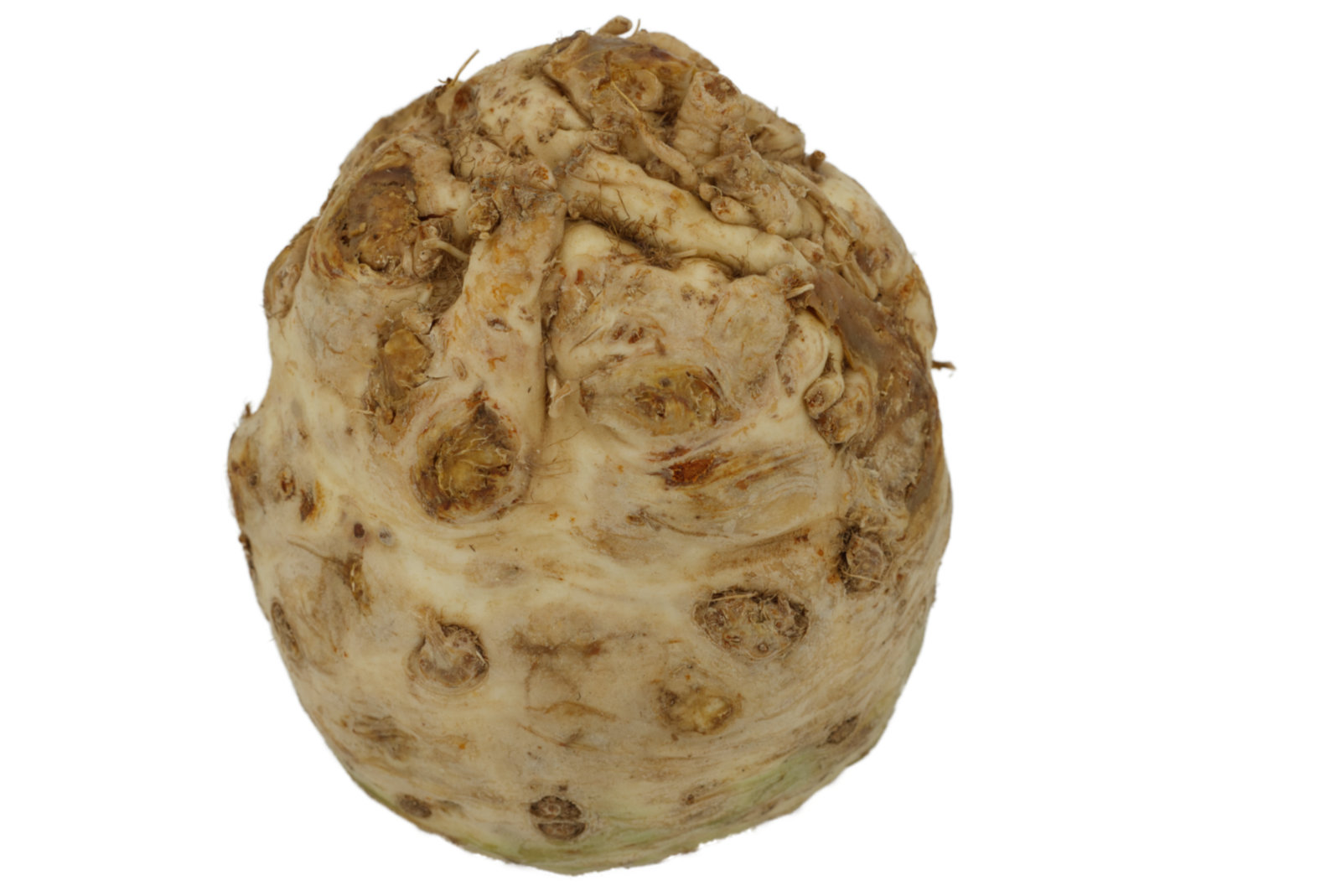 Sellerie "Knolle" 10kg - Sack -
