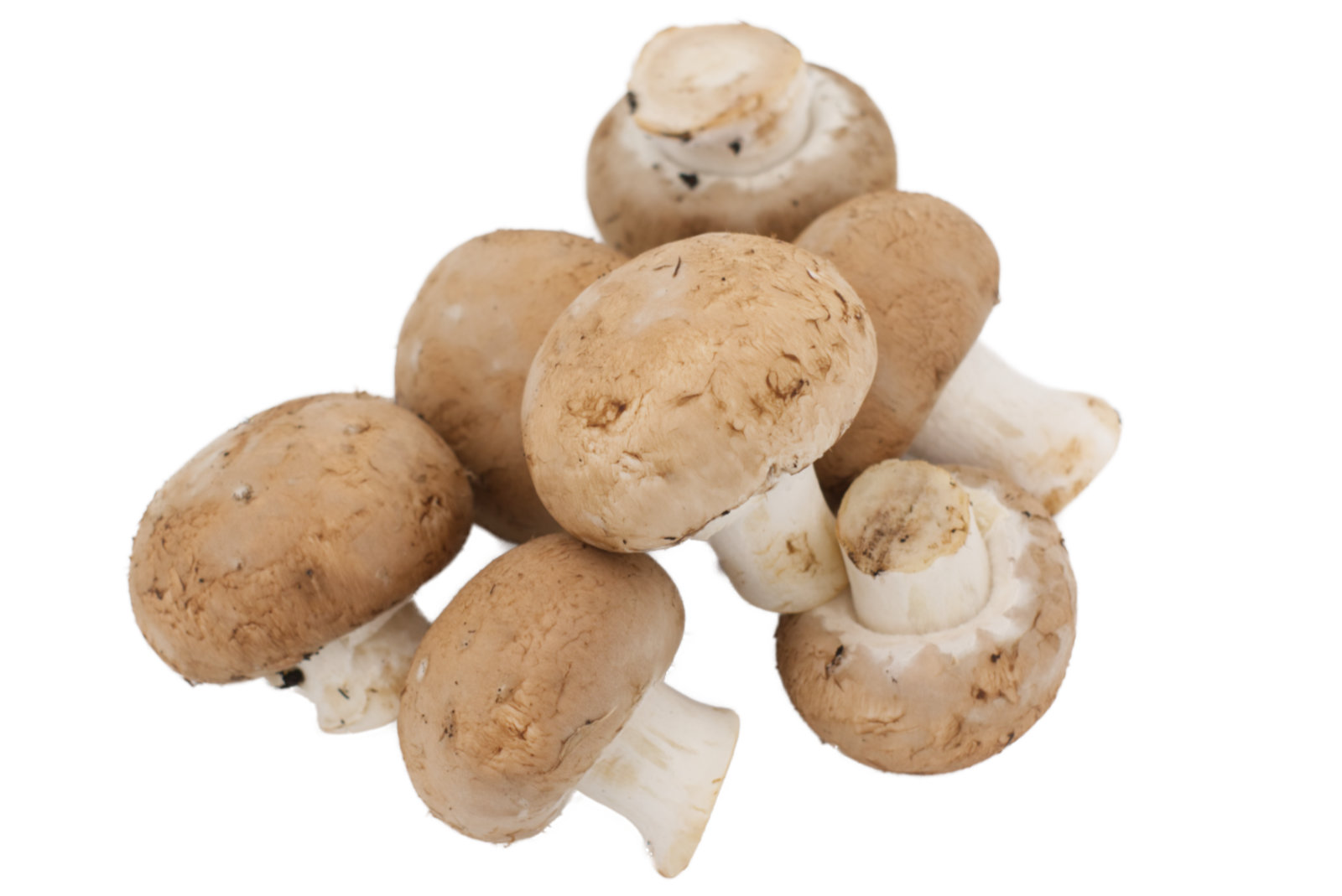 Champignon "rosé, braun" 3kg