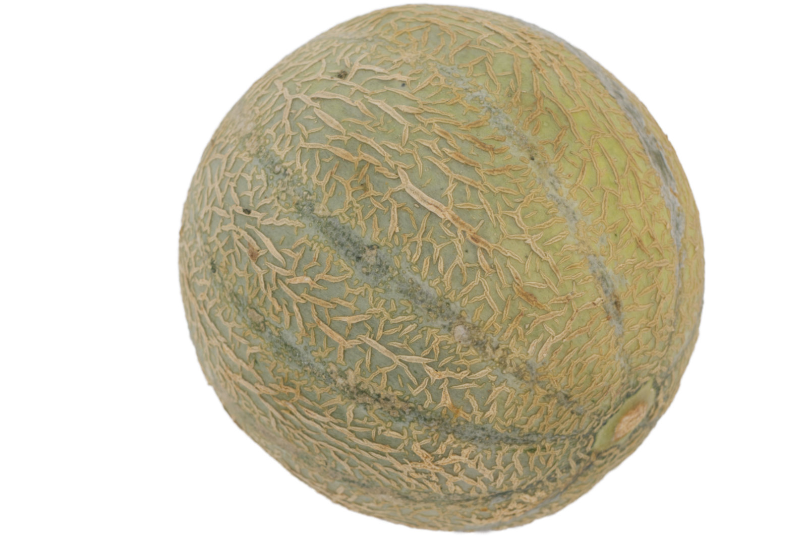 Cantaloupe Melonen 5er - span. -