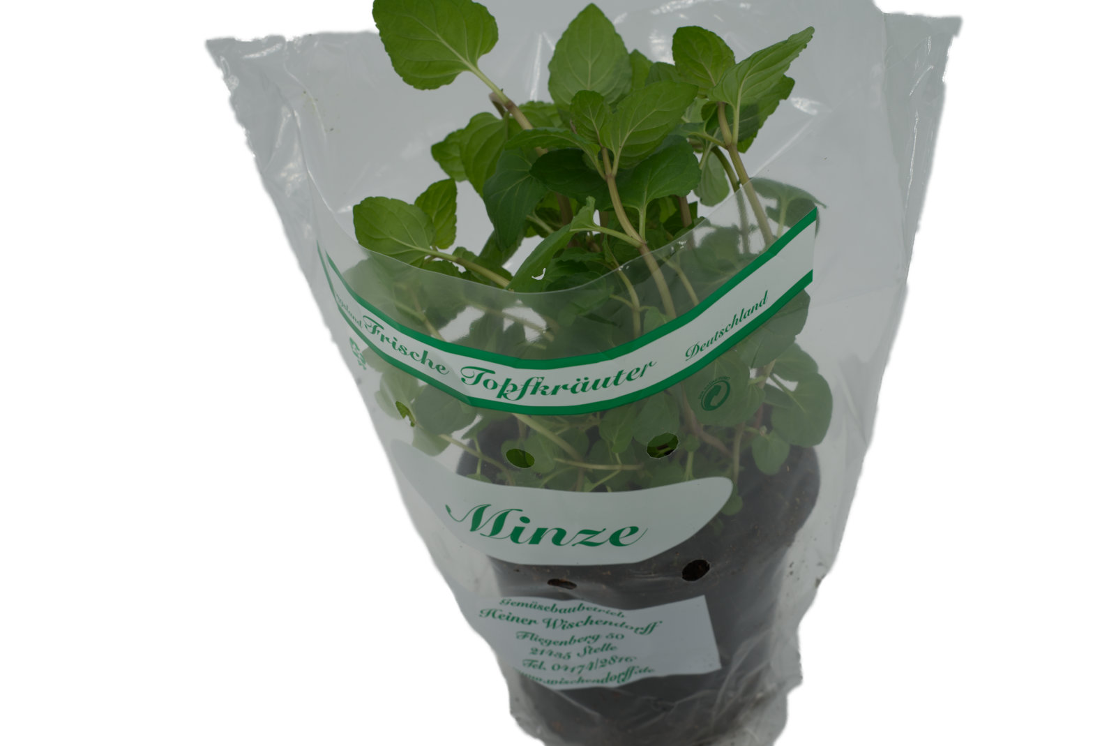 Minze Töpfe mittel 13cm