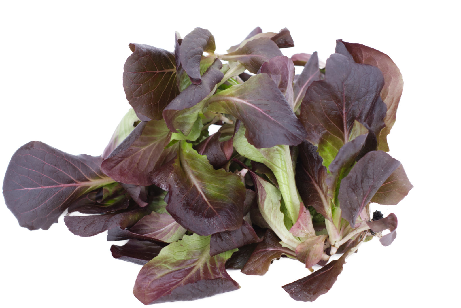 Feldsalat 1kg - ROT -