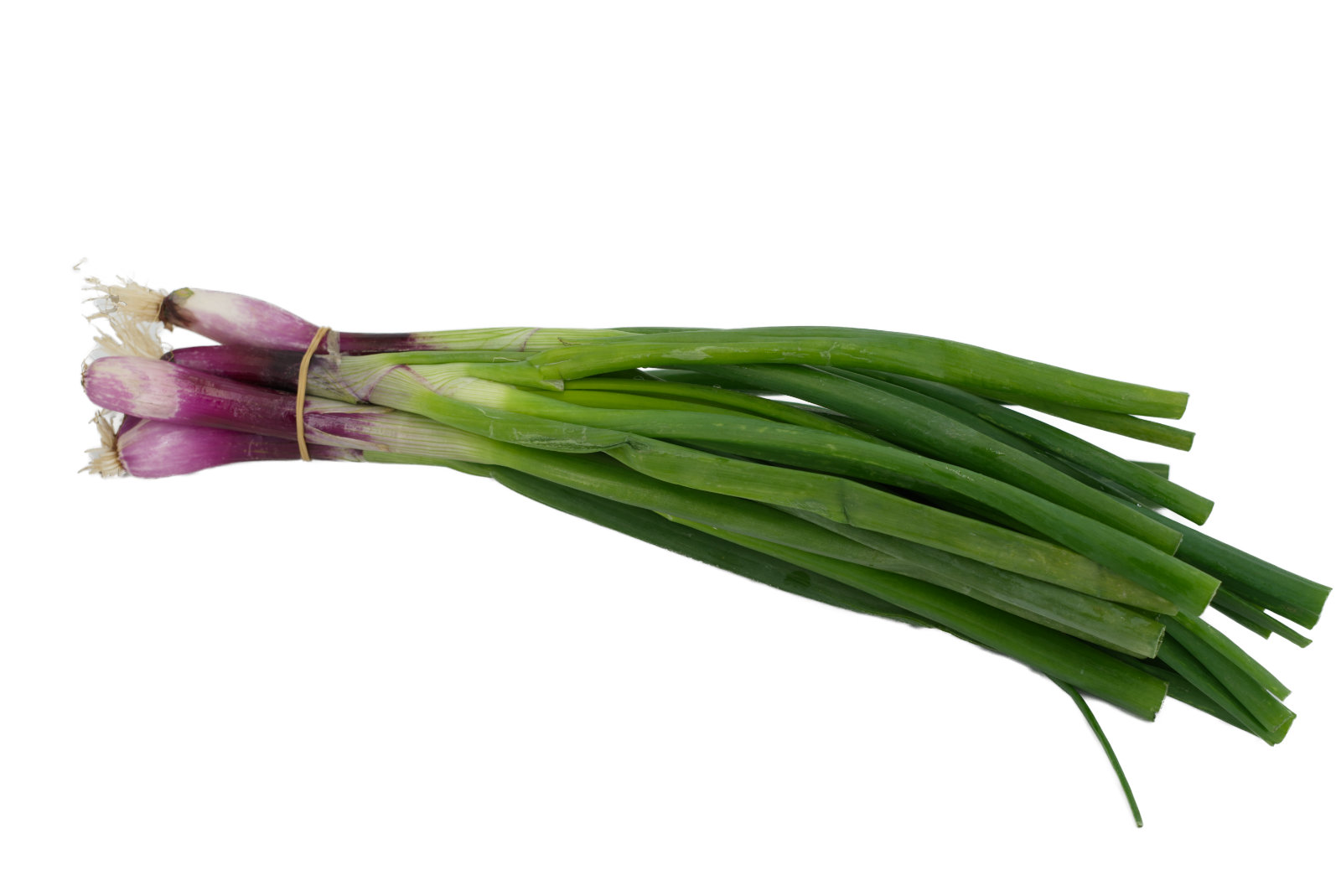 Lauchzwiebeln 14er - rote -