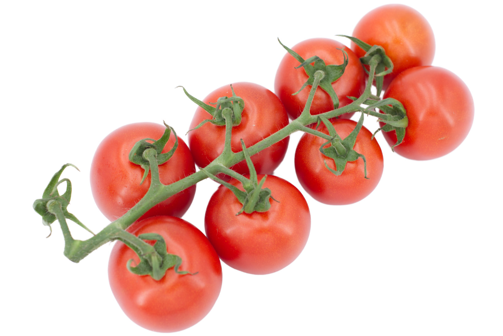 Cherrystraucht. "Rote Perle" 3kg - niederl. -