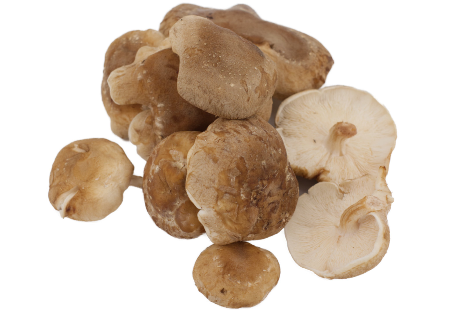 Shi Take Pilze 1kg - Korb -