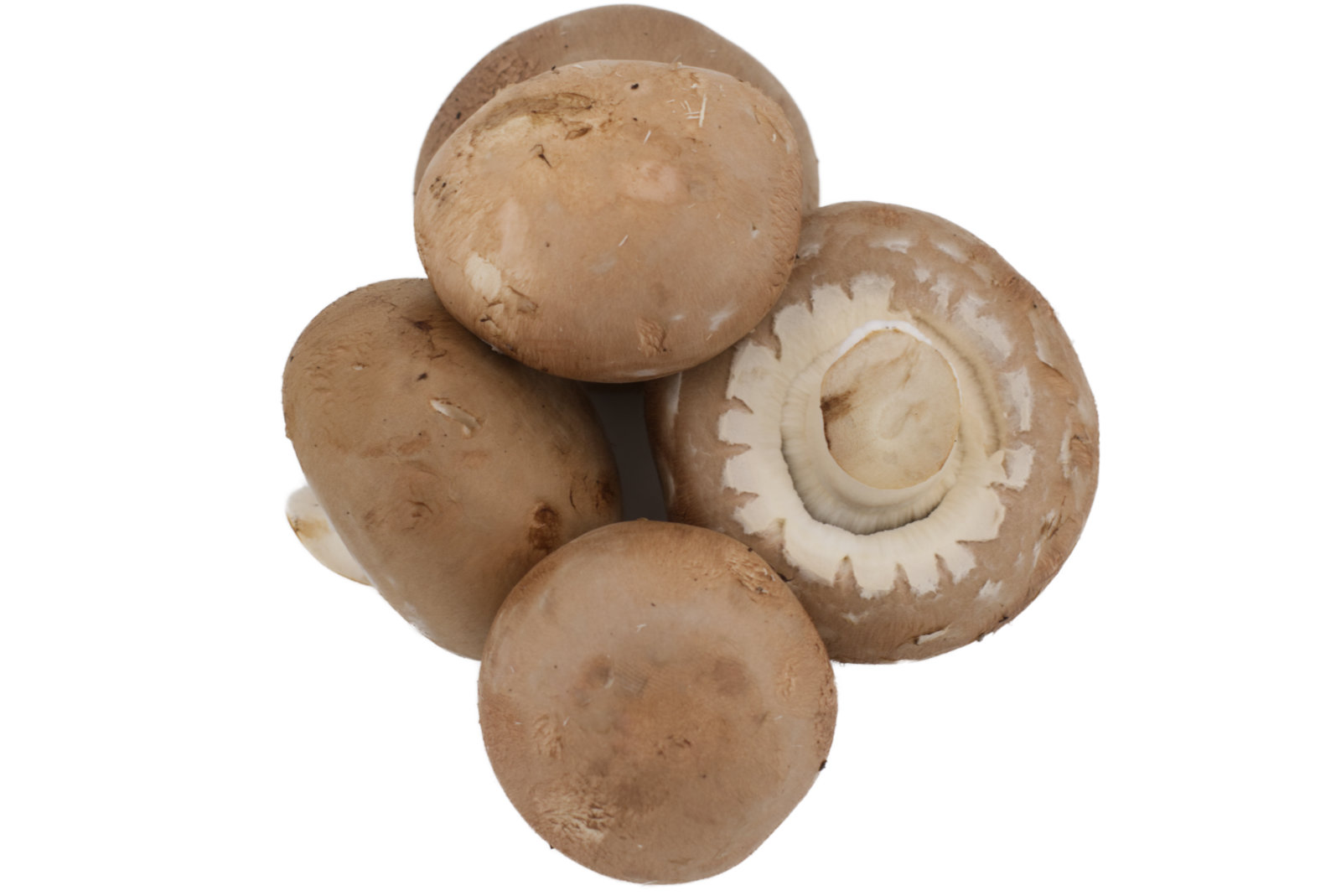 Champignon "rosé, braun" 1,5kg - Korb -