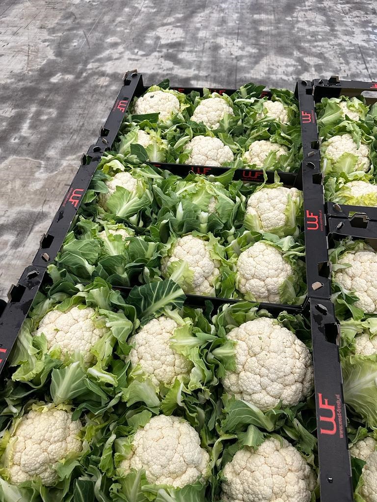 Blumenkohl 6er - niederl. -